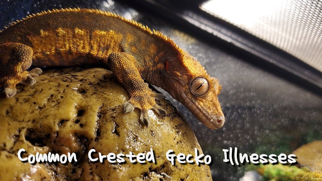 Common Crested Gecko Illnesses (PT. 1)