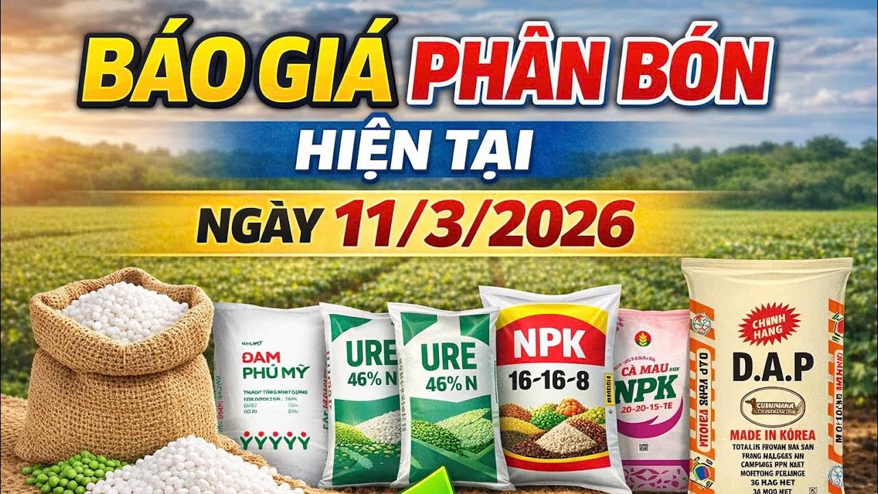 B&aacute;o gi&aacute; ph&acirc;n b&oacute;n ng&agrave;y 11 th&aacute;ng 3 năm 2026 mới nhất hiện nay 