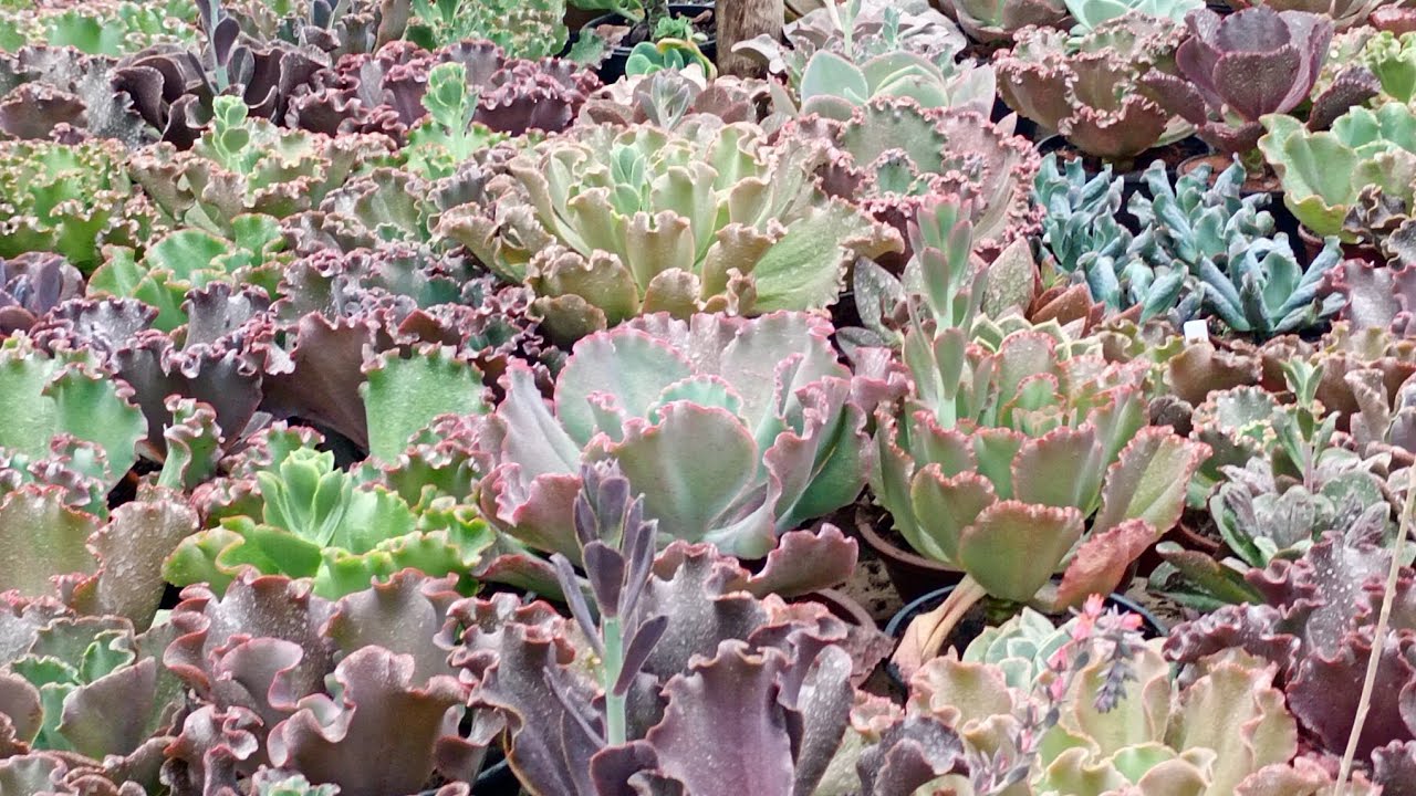 Tour pela estufa e identificação de algumas suculentas💚🌵🪷