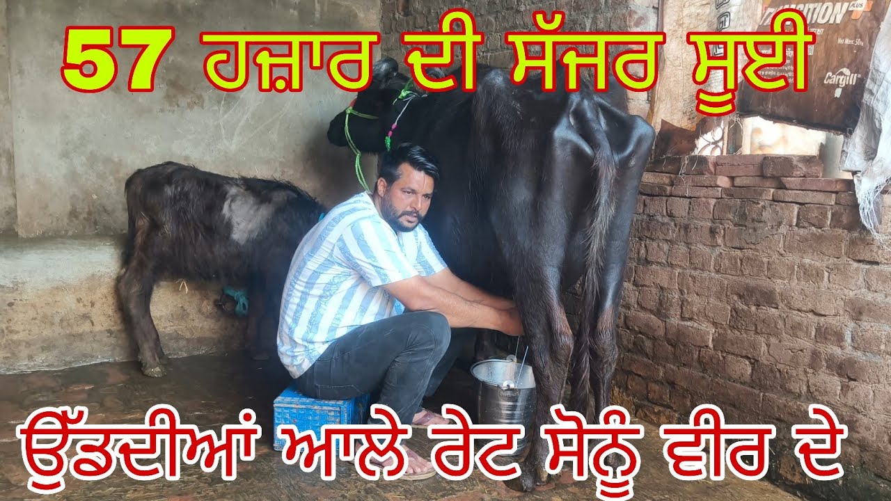 ਫੋਨ ਨੰਬਰ 9815965751  ਬਿਲਕੁਲ ਮੁਫਤ ਆਲਾ ਰੇਟ 
