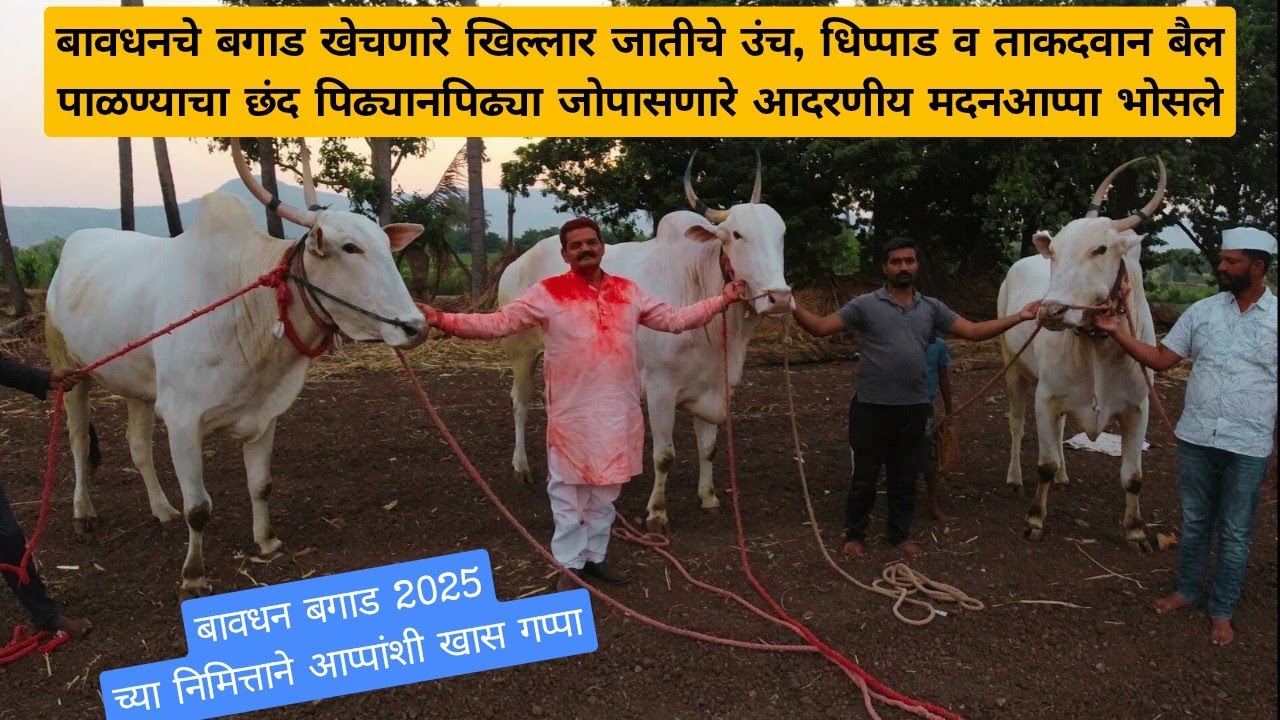 आप्पांना बगाडाच्या बैलांकडून सराव घेताना बघून थक्क झालो | Bavdhan Bagad 2025 |