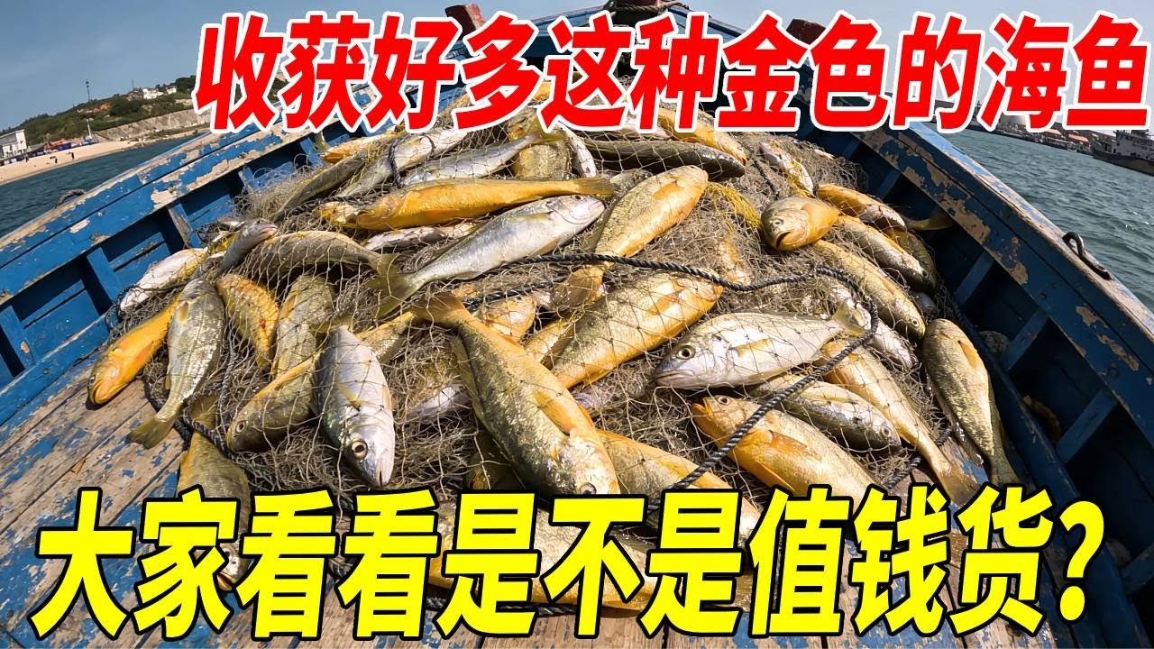 带上6000米渔网出海捕鱼，收获好多这种金色的海鱼，是不是值钱货？#赶海 #渔民生活实拍