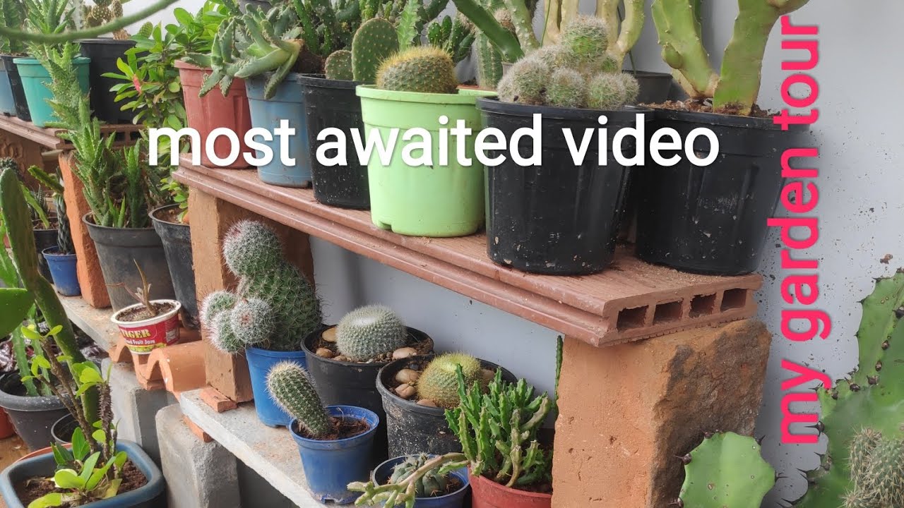 my garden tour# cactus collection# sanseveria collection# succulent collection