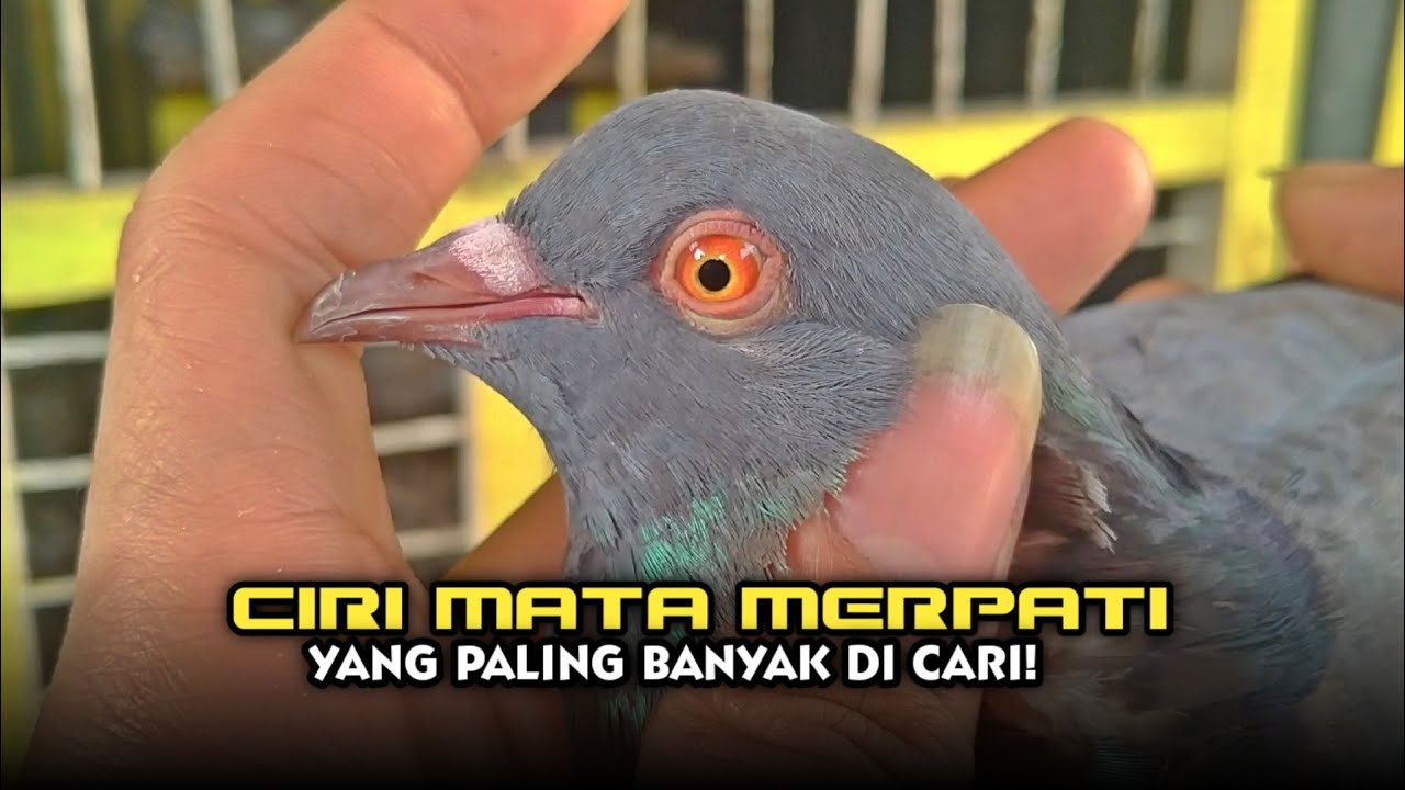 CIRI - CIRI MERPATI YANG BERKUALITAS JUARA‼️
