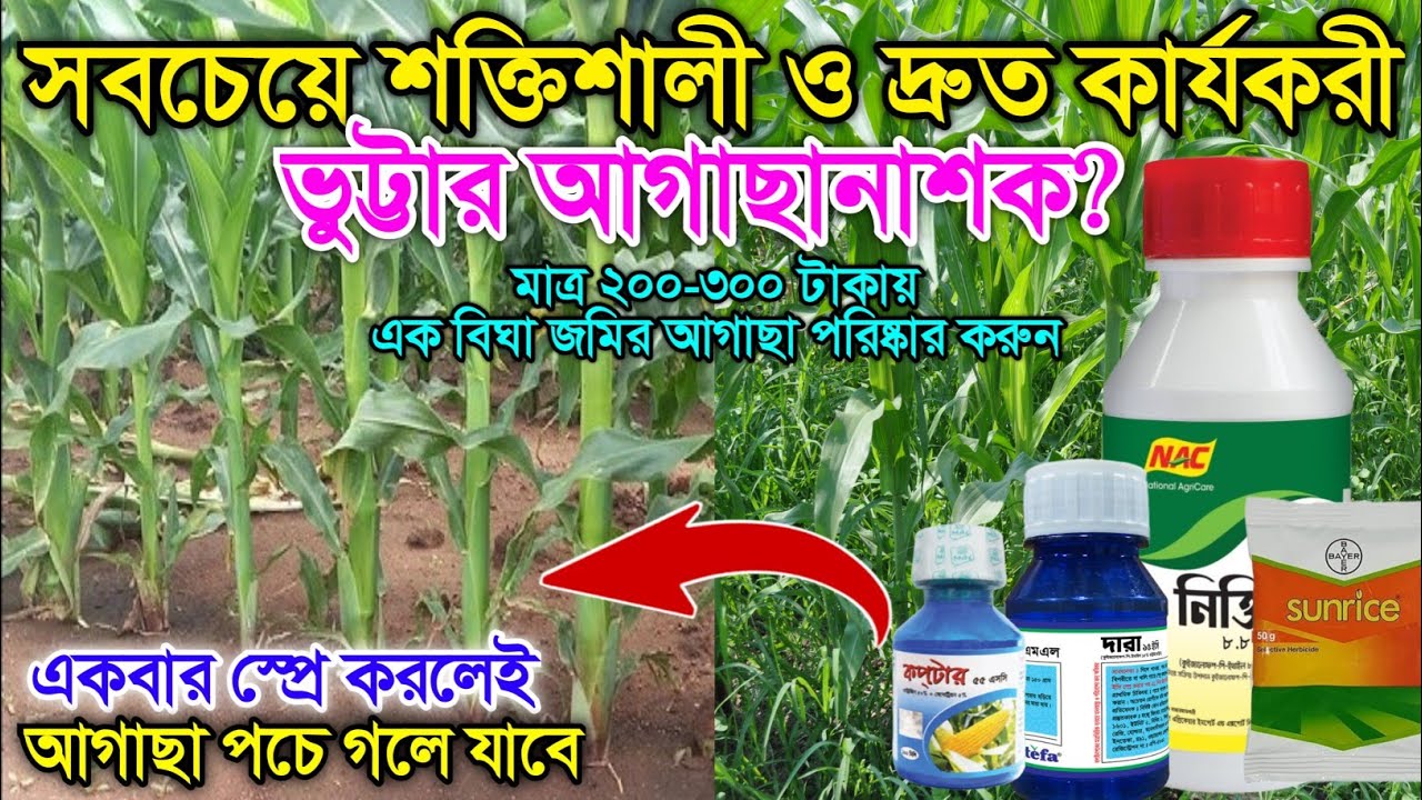 ভুট্টার সকল আগাছা পরিষ্কার করুন মাত্র একটি স্প্রে! ভুট্টার আগাছানাশক | ঘাস মারা ঔষধ।জঙ্গলমারা ওষুধ