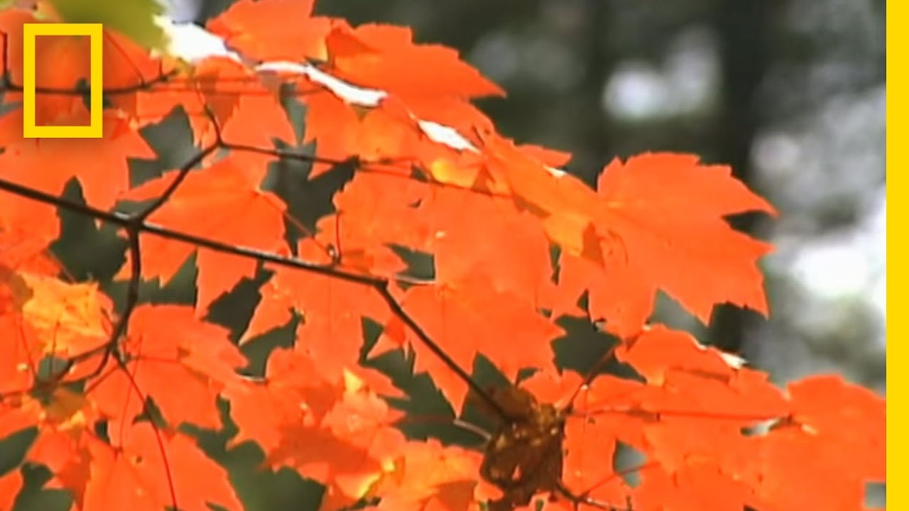 Autumn Leaf Hoppers | National Geographic