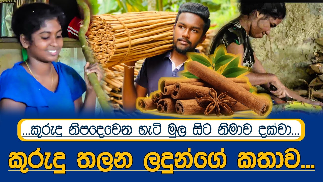 කුරුදු තලන ලදුන් සොයා ආධ්‍යාත්මික ගම්මානයට ගිය ගමන...| Cinnamon | Meth Bo sewana | Thiththagalla