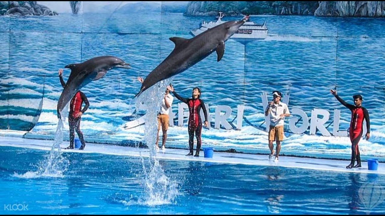 dolphin show-safari world-bangkok-thailand-Do enjoy....get entertained