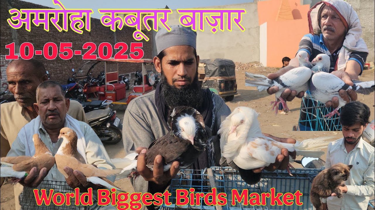 Amroha kabootar market 🕊️ 10-05-2025. अमरोहा कबूतर बाज़ार। Gola kabootar market