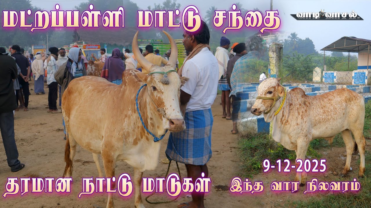 மட்றப்பள்ளி மாட்டு சந்தை இந்த வாரம் 09-12-2025 விலை நிலவரம் | North Tamilnadu biggest Cow market