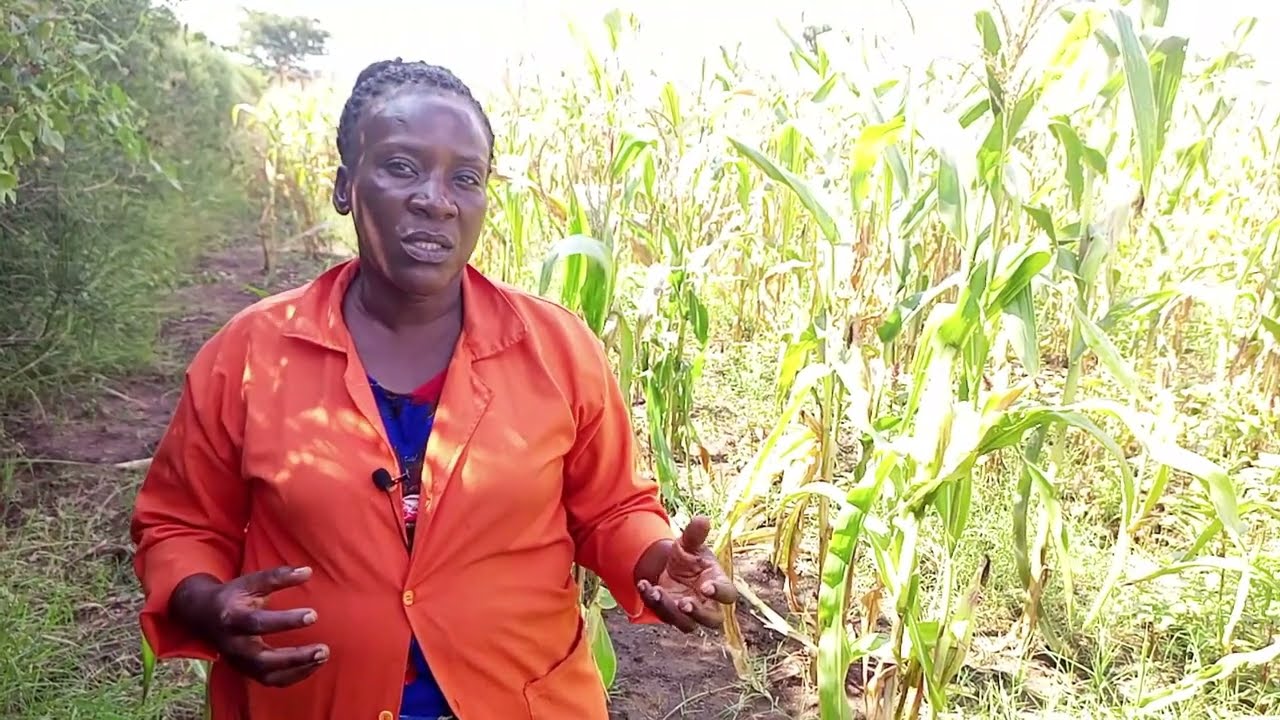 What are the types of feeds given to Goats. Buzibwera Charity Green Acres Farm
