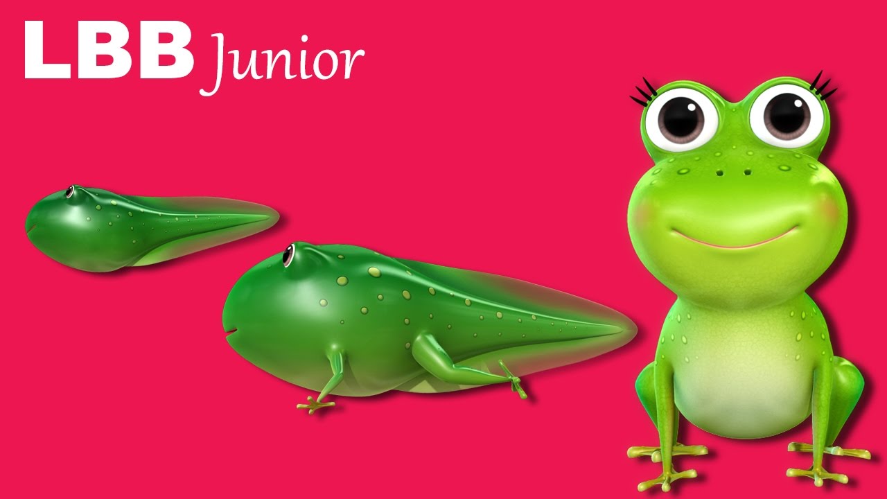 Life Cycle of A Frog Song | Original Songs | By LBB Junior