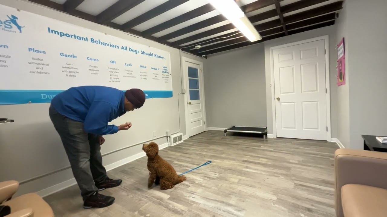 Audrey- Working on sit, look, and down