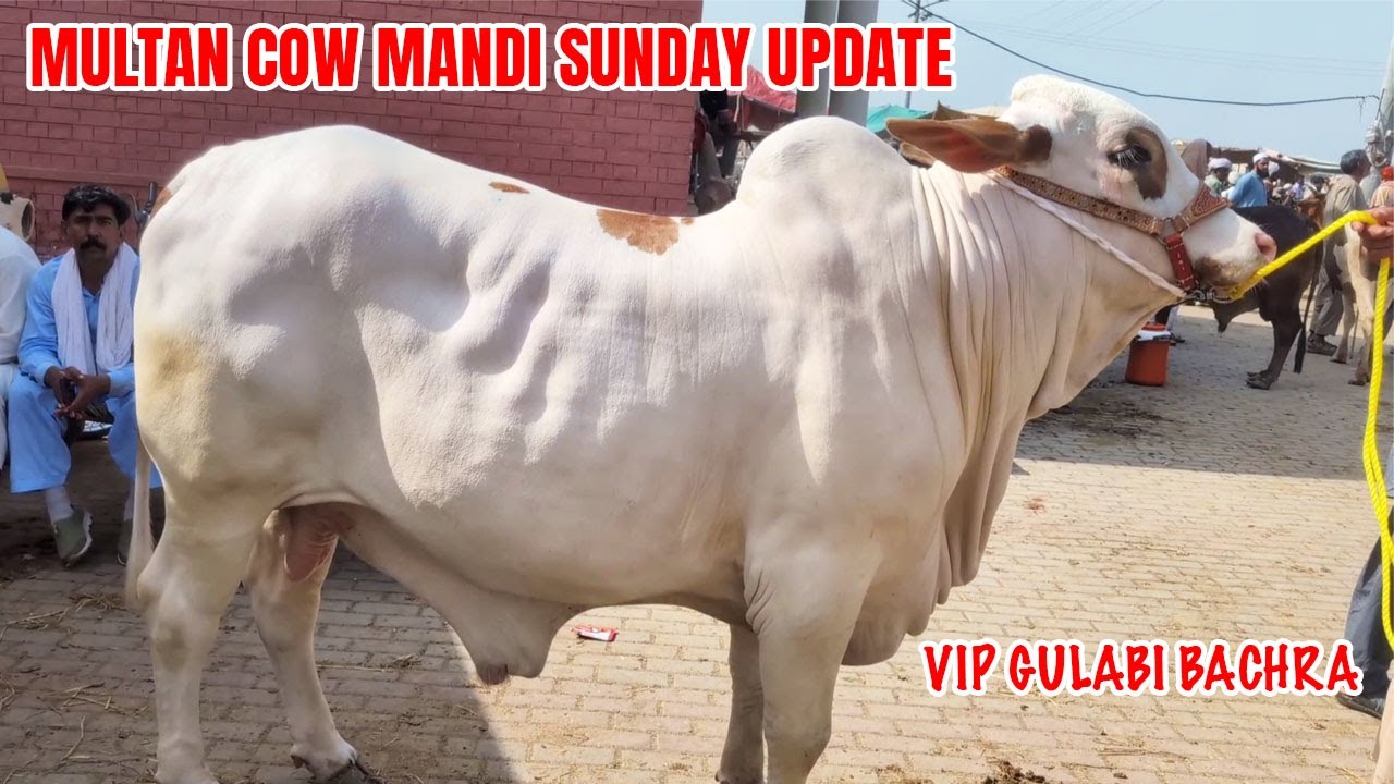 Multan Cow Mandi Sunday Update | Gulabi Mall Sasta Ho Gaya 