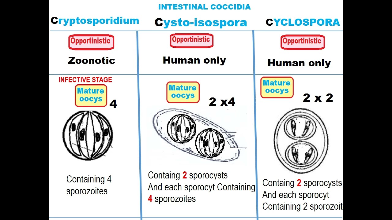 Cyclospora git Dr khaled habib