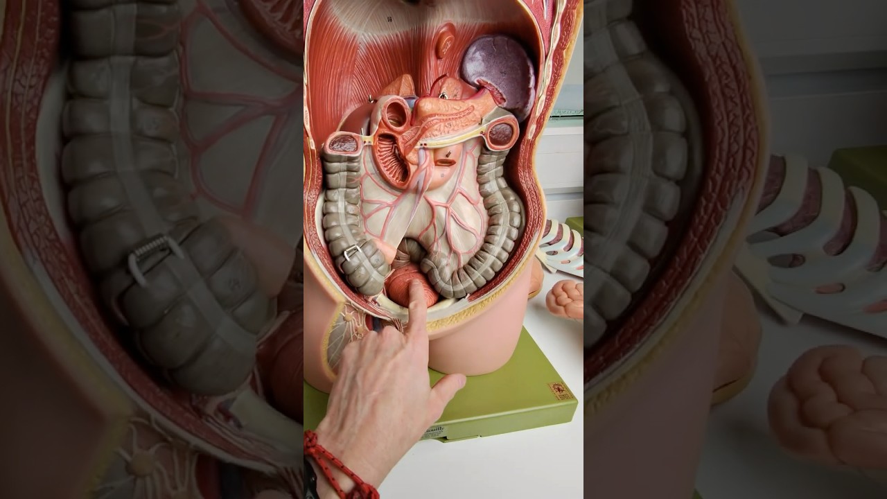 Where is the prostate gland? #anatomy