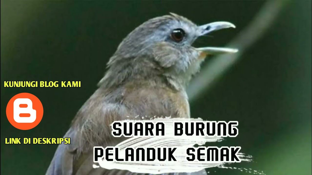 SUARA BURUNG PELANDUK SEMAK