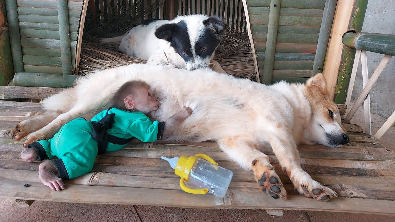 Monkey Bon secretly goes looking for milk from dogs - Dad stopped it in time