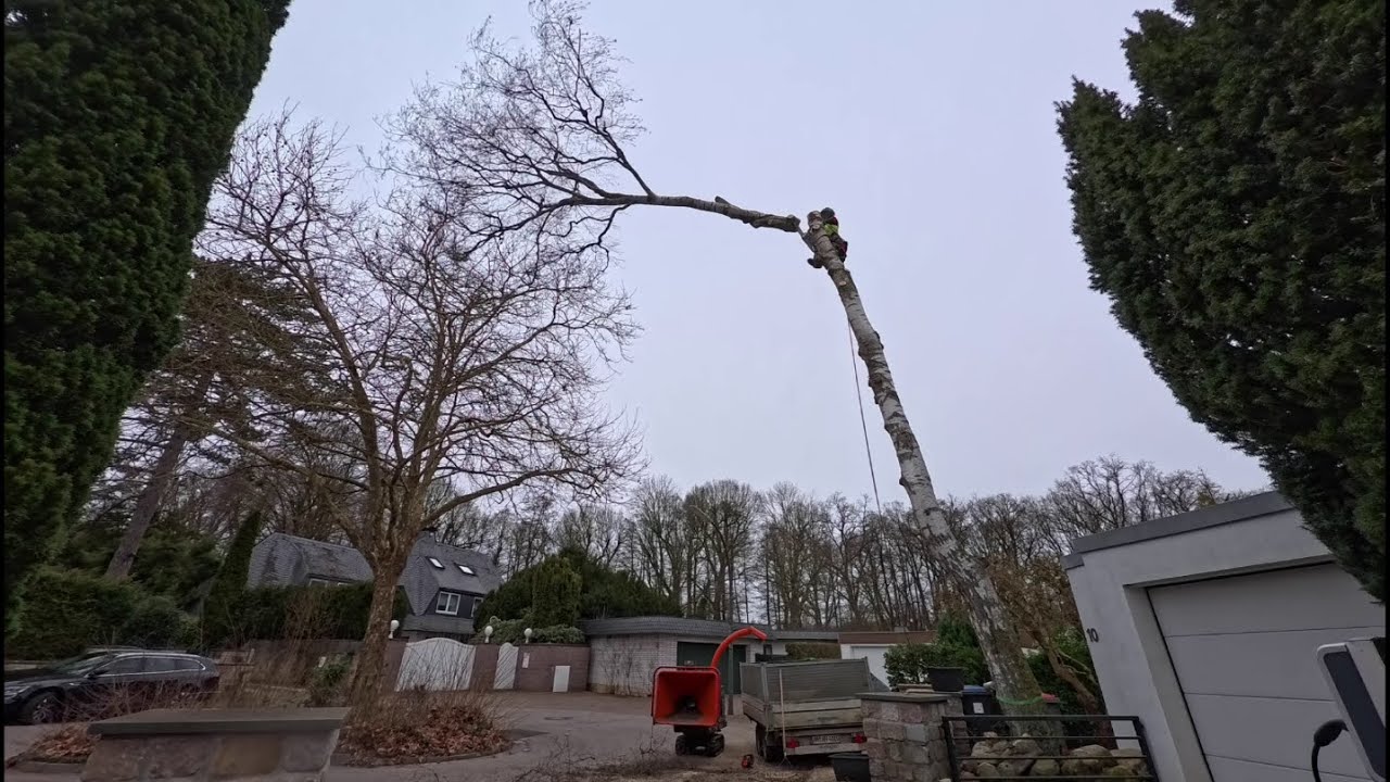 Birke gammelig = Fällung Buchenpflege und schon wieder SRT ;)