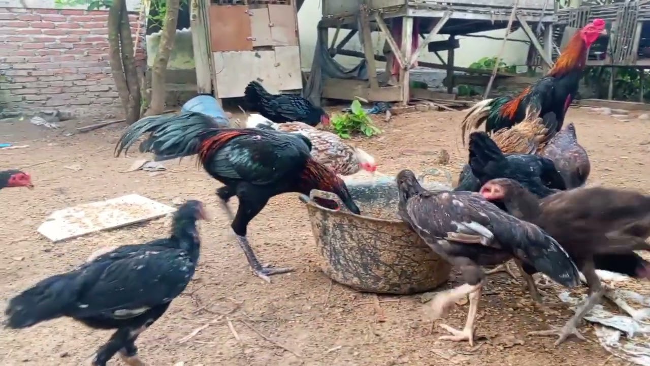 usaha yang selalu menghasil cuan tiap hari