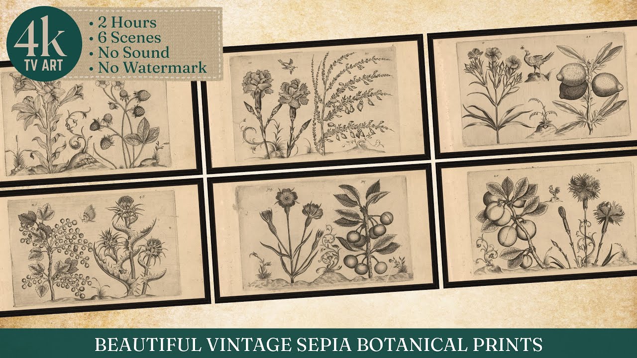 Botanical TV Art Wallpaper - Sepia Floral Prints Black Frame 1600s | 4K &bull; 2 HR | Framed Screensaver