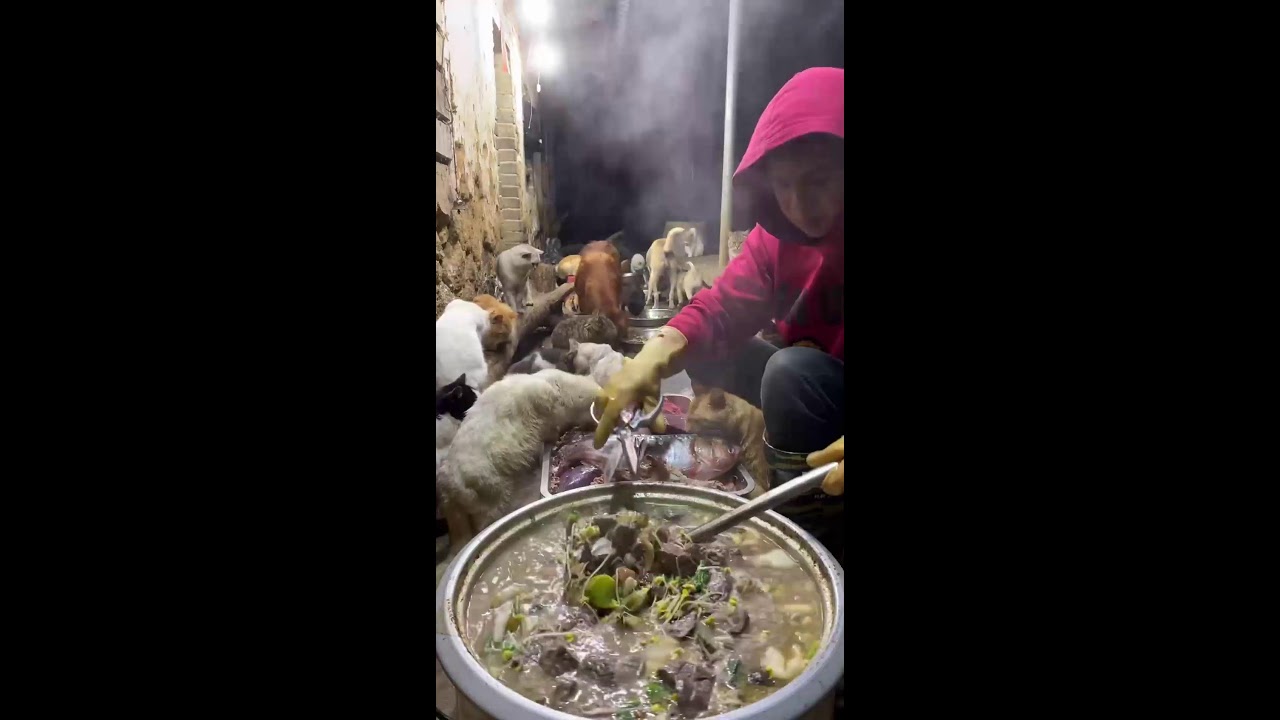🔴 LIVE：🔥深夜治愈局！养狗日常直播|🔥Live: Daily Life with My Dog - Cute Moments Non-Stop