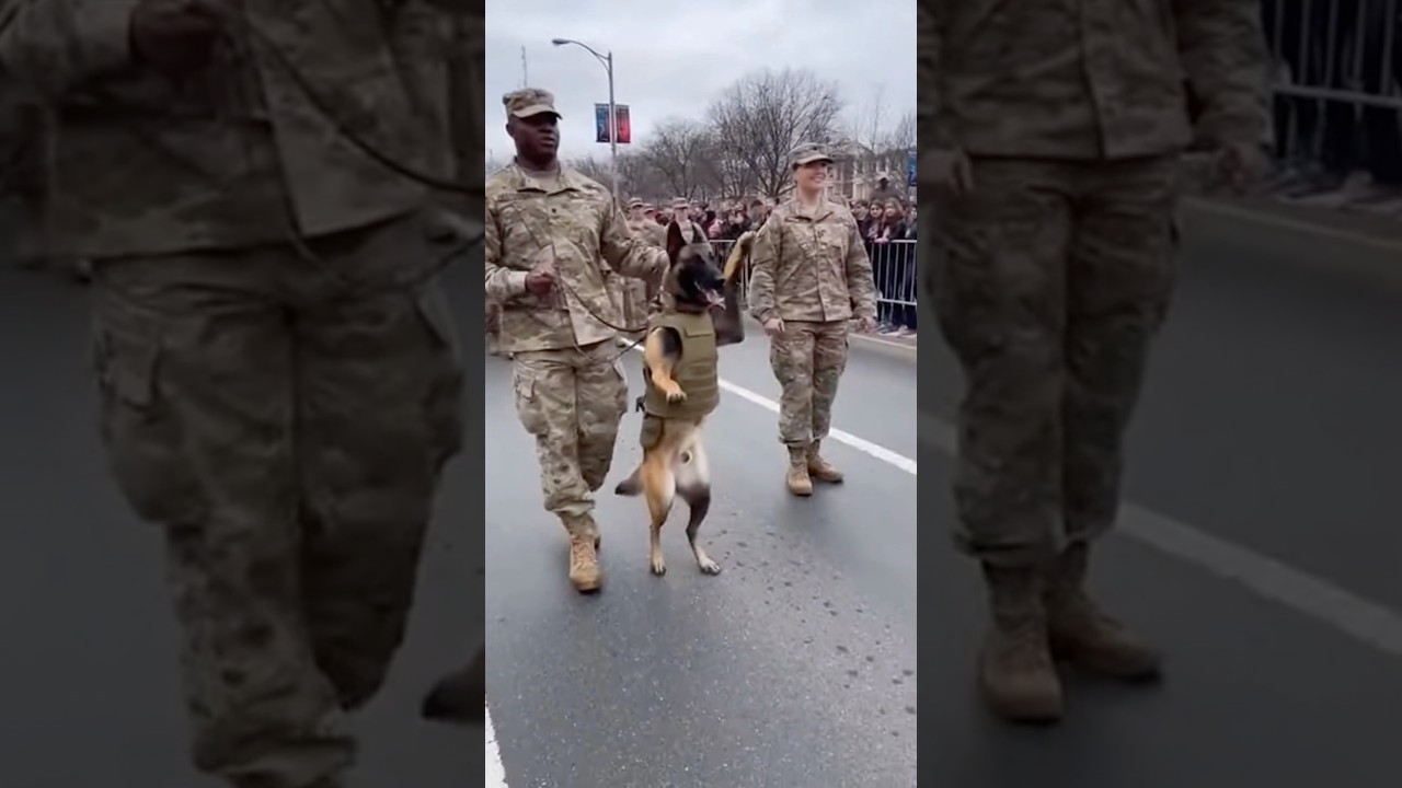 Highly Trained K9 in the world 🔥🐶