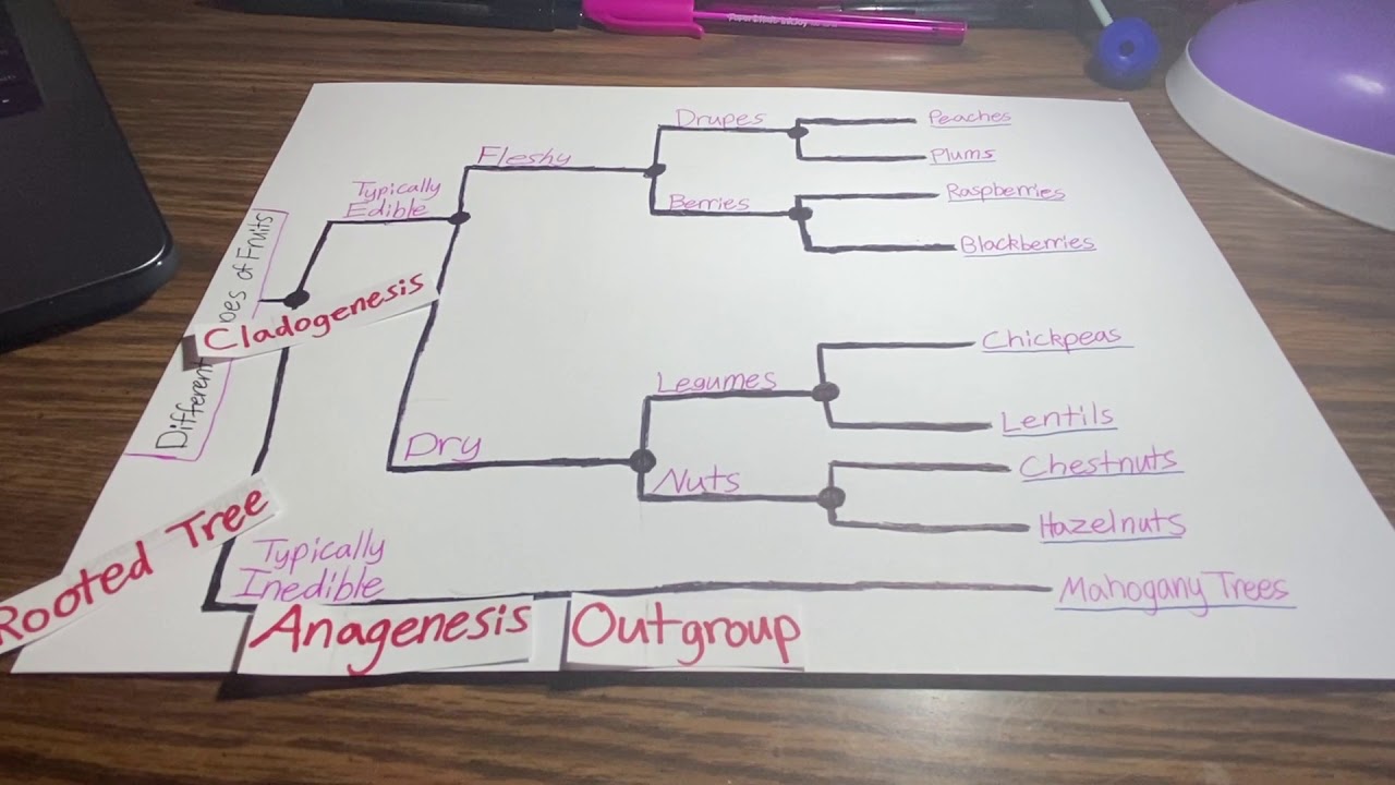 GN 311 5-1A Phylogenetic Tree