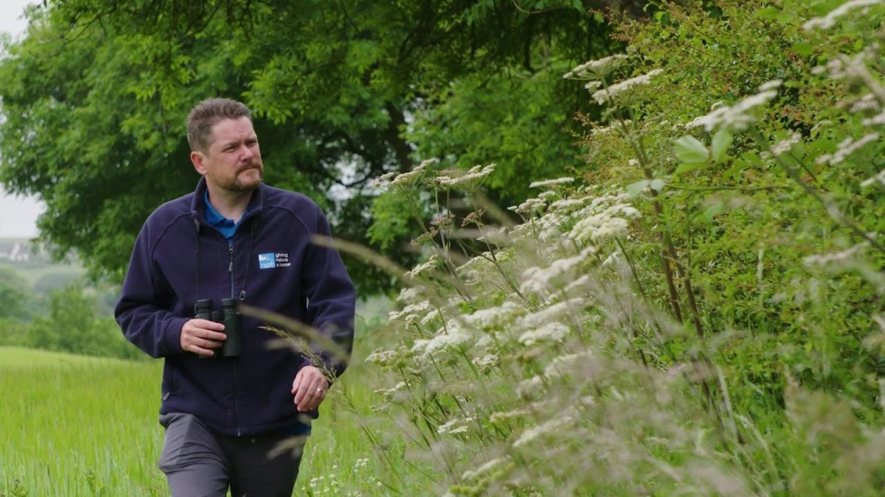 RSPB NI Advisory: Hedgerows as part of DAERA’s Environmental Farming Scheme