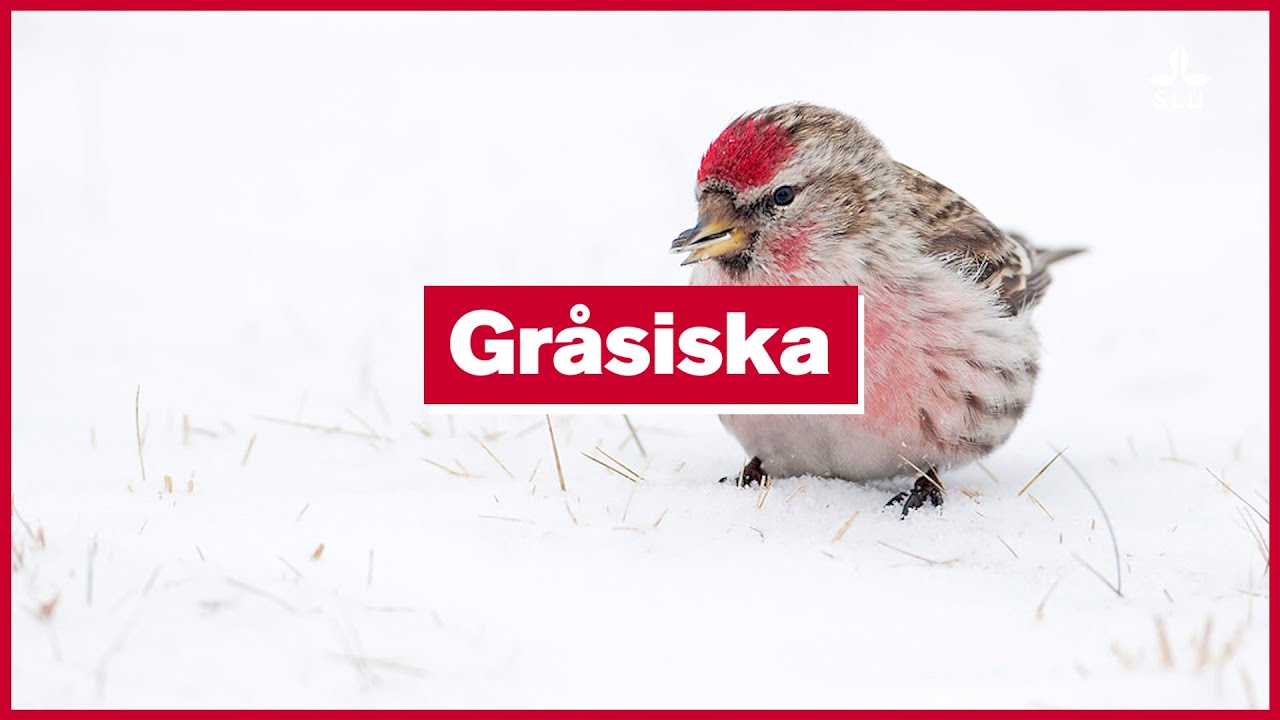 14 December: Gråsiska
