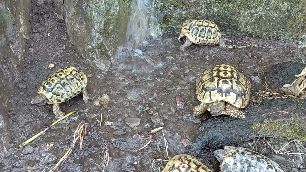 Tartarughe si dissetano al ruscello!!