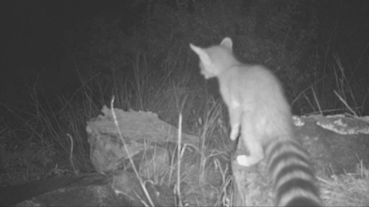 Ringtails