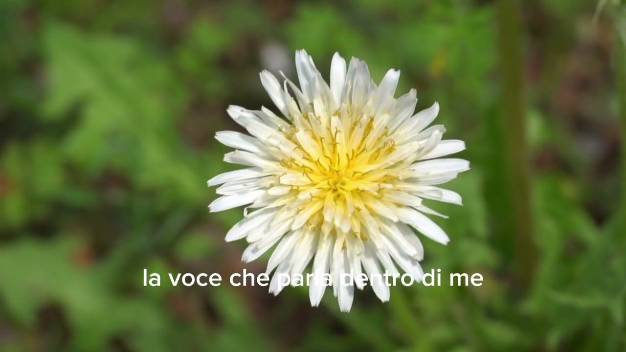 101 Affermazioni Positive per Trasformare la Tua Vita | ispirate al Metodo Heal Your Life®