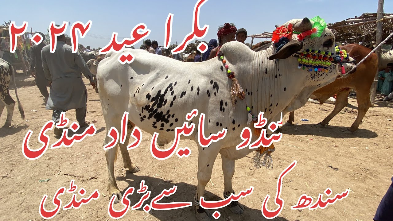 Sindh ki sub se bari mandi tando saindad mandi update 2024 |Bakra eid 2024| Rehan syed mandi info