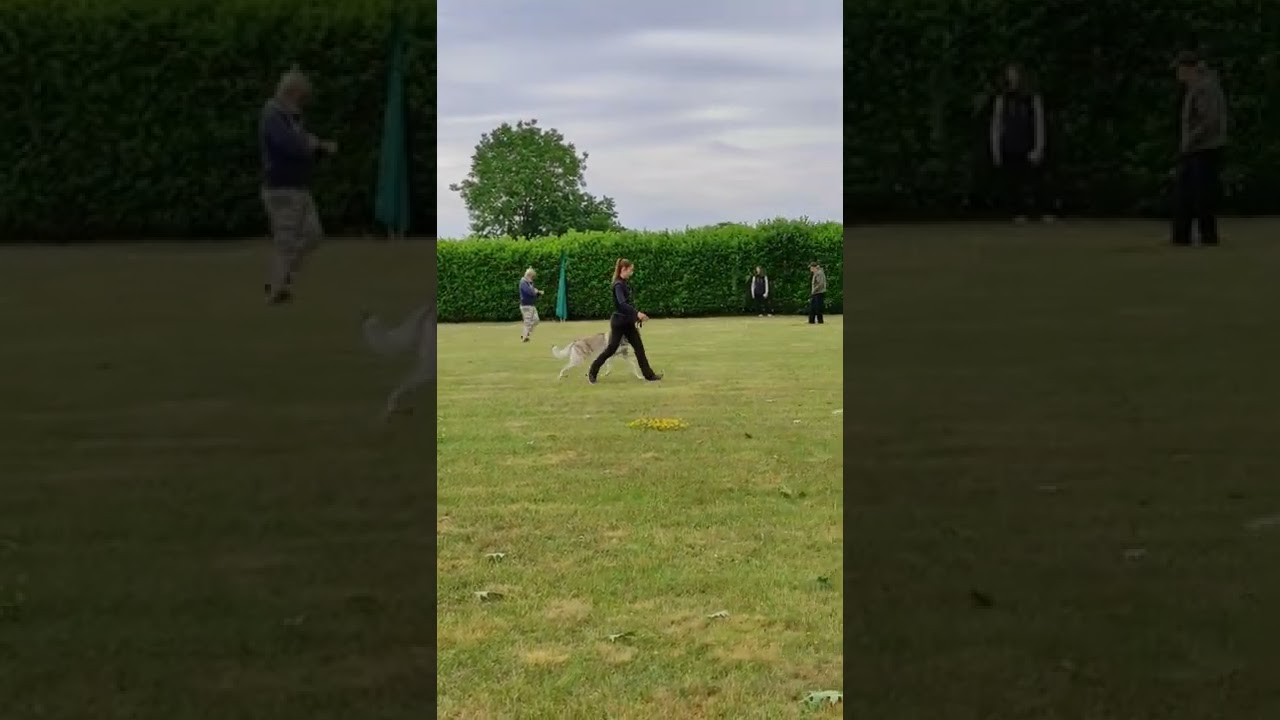 Drogon - la Condotta di un Cecoslovacco (Czechoslovakian Wolfdog Heeling)