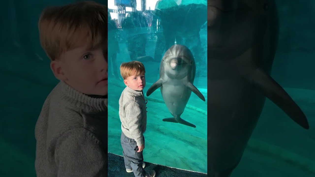 Dolphin performs trick for human best friend