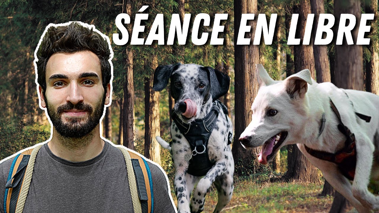 LE FRACTIONNÉ EN LIBRE AVEC SES CHIENS, EST-CE VRAIMENT EFFICACE ?