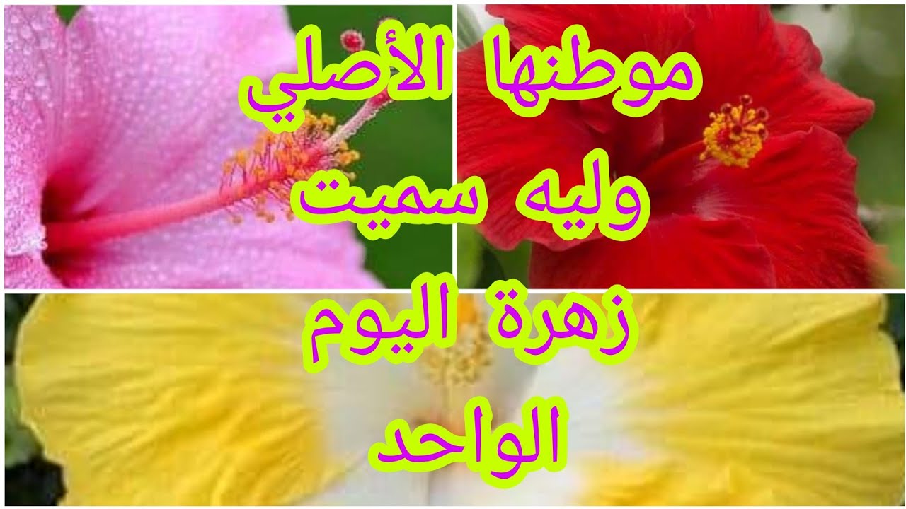 الهبيسكس #hibiscus او زهرة الجمال الورد ابن عم الكركديه زهرة اليوم الواحد