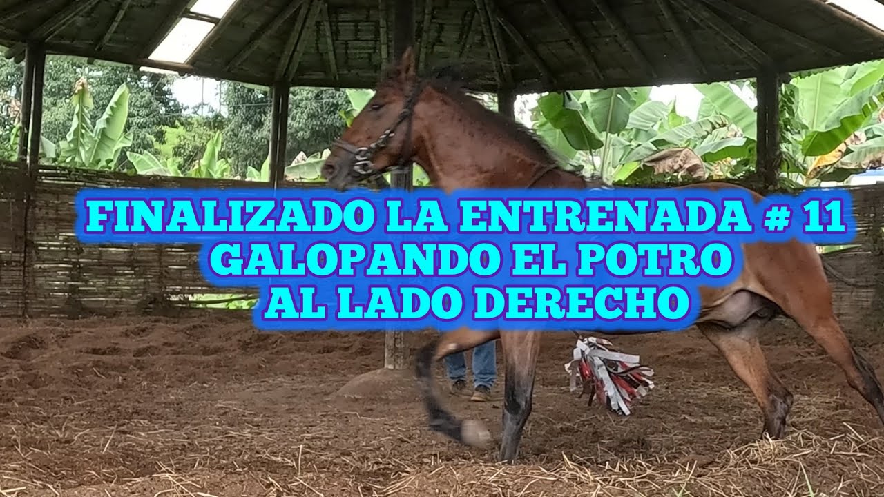FINALIZADO LA ENTRENADA # 11 GALOPANDO EL POTRO AL LADO DERECHO 