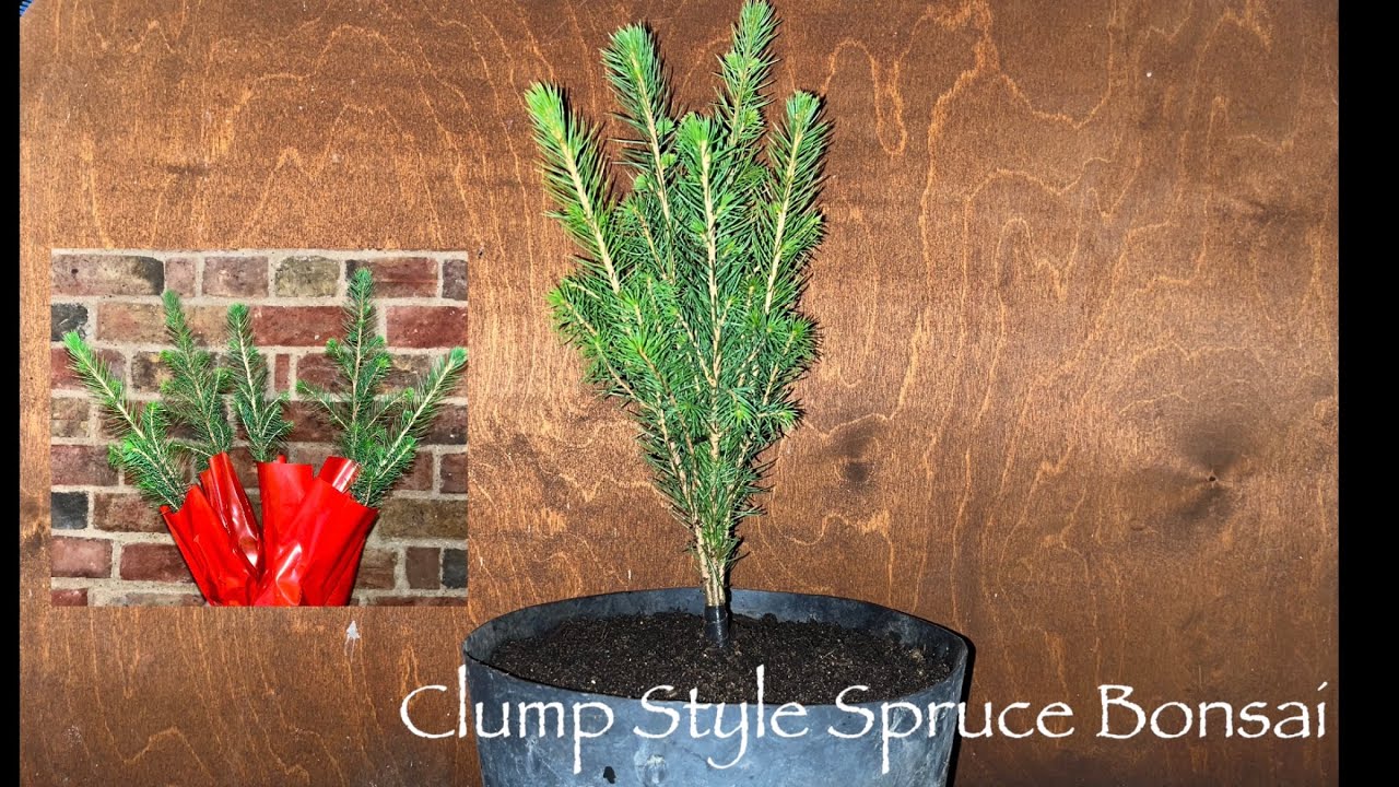 How To Create Clump Style Bonsai! 5 Spruces To Become 1! #bonsai #style  #winter #norway #spruce