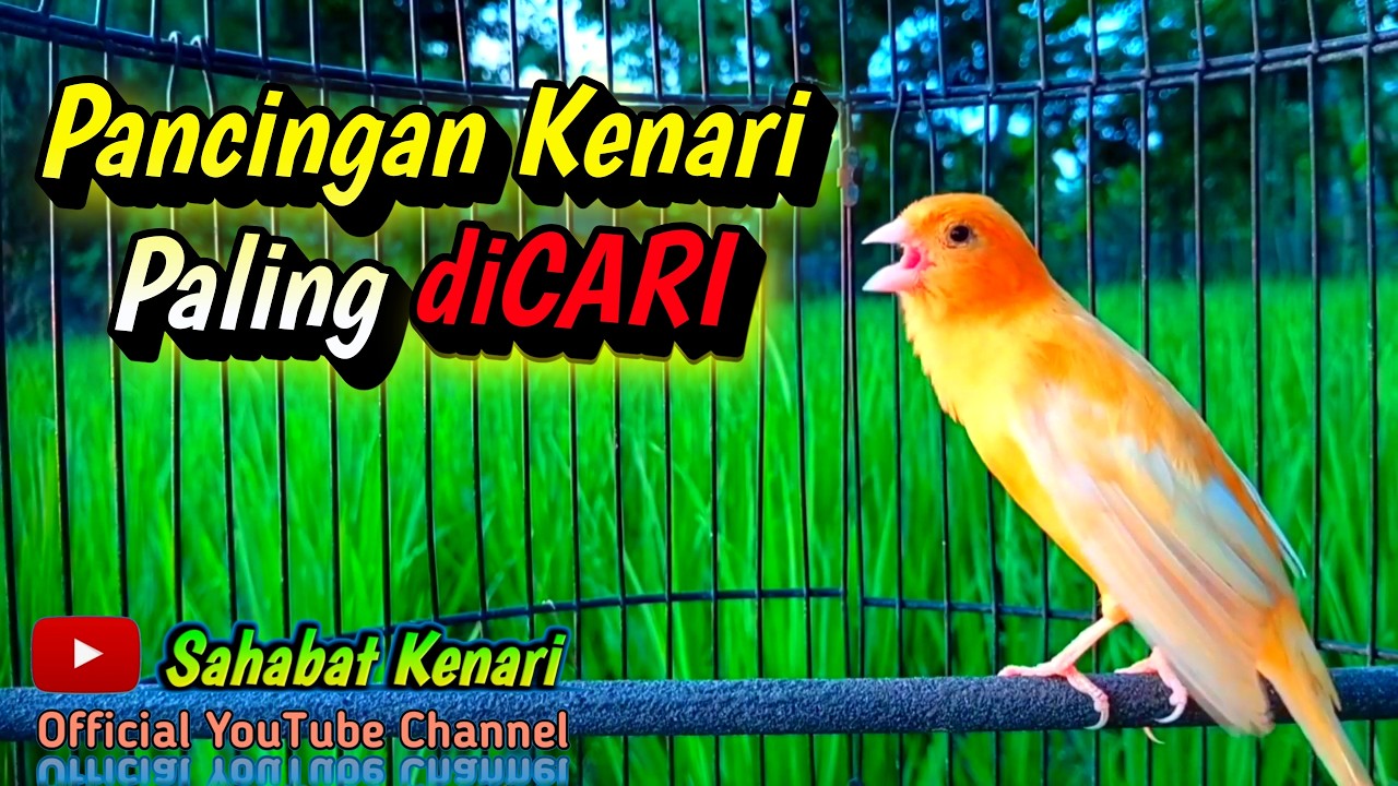 Suara Kenari Lokal Gacor Memanggil Kenari Lain Untuk Pancingan Kenari Paud Agar Cepat Bunyi