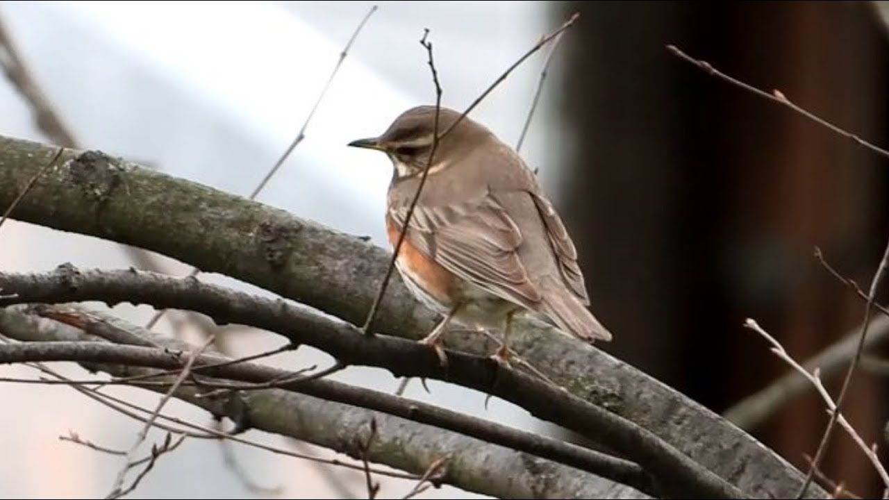 Droździk rdzawoboczny * Red-sided thrush (Turdus iliacus)