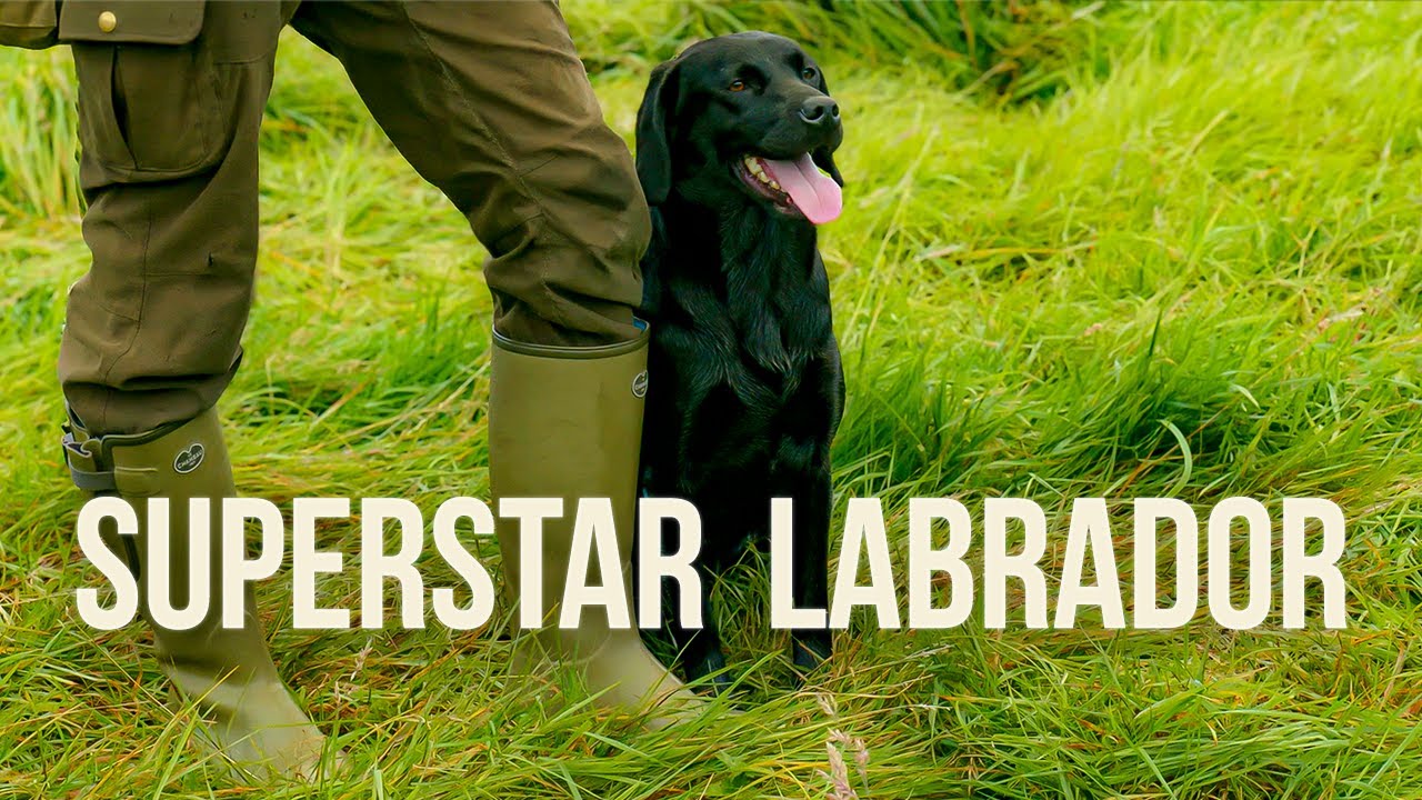 An ADVANCED Gundog Training Session