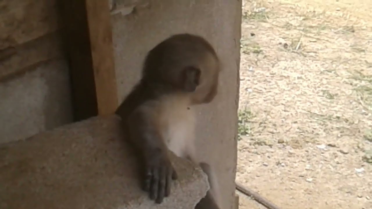 PENGKI NAMA KU@binatangku