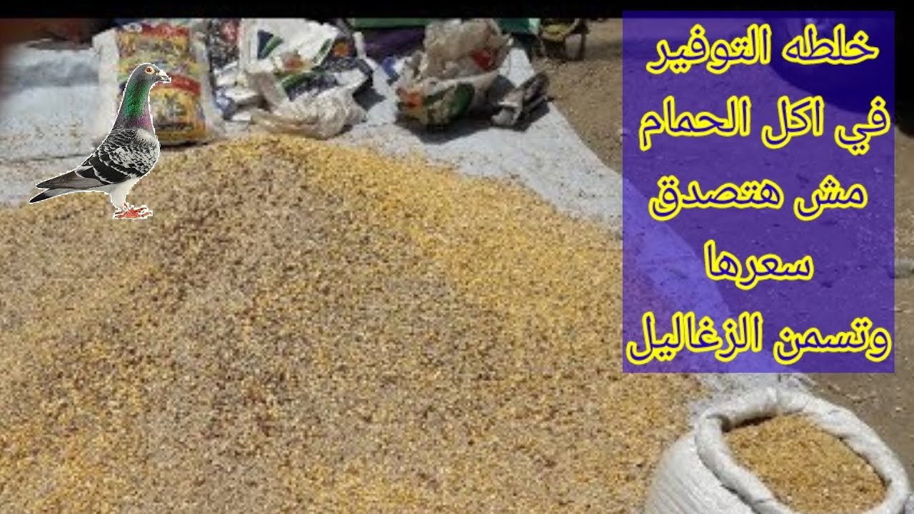 وداعا لارتفاع اسعار اكل وكلفه الحمام خلطه التوفير بسعر ١٠ جنيه للكيلو وتسمن الزغاليل وإنتاج كتير