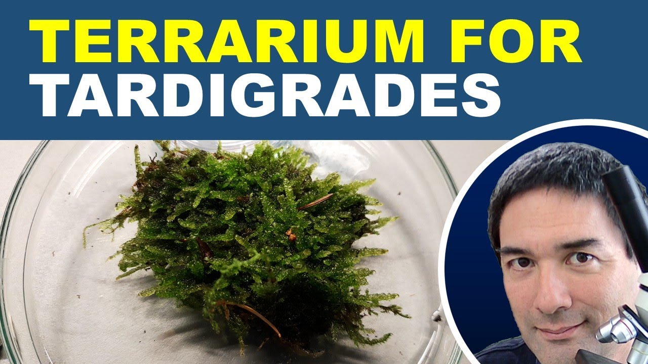 🔬 Making a Terrarium for Water Bears (Tardigrades)