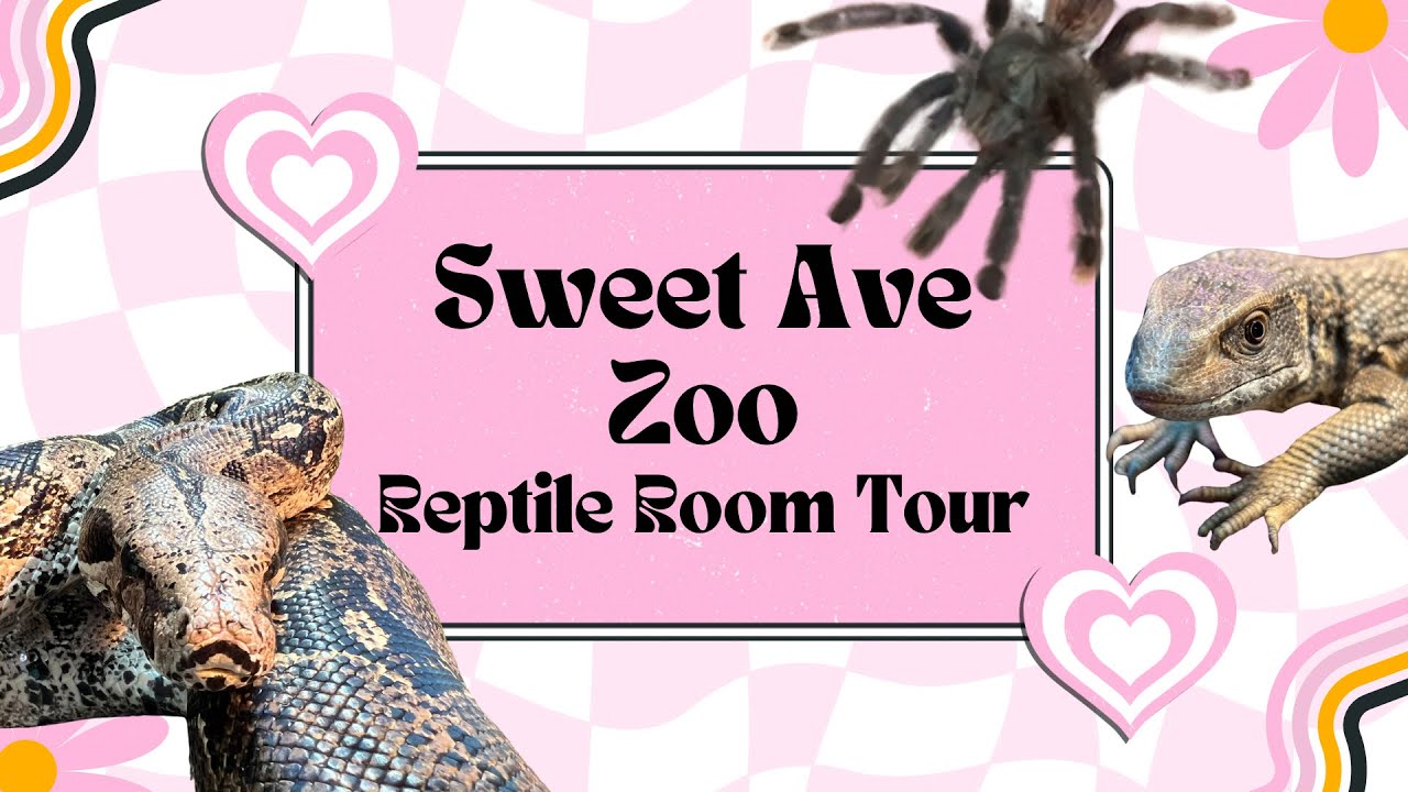 Full Reptile Room Tour 2025 | Boas, Monitors, Tarantulas & More