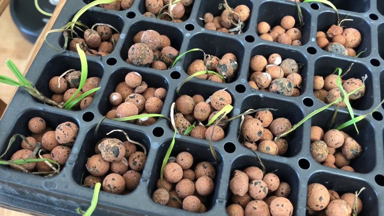 Orchid Flasks: Semi-Hydroponics (Part Four)