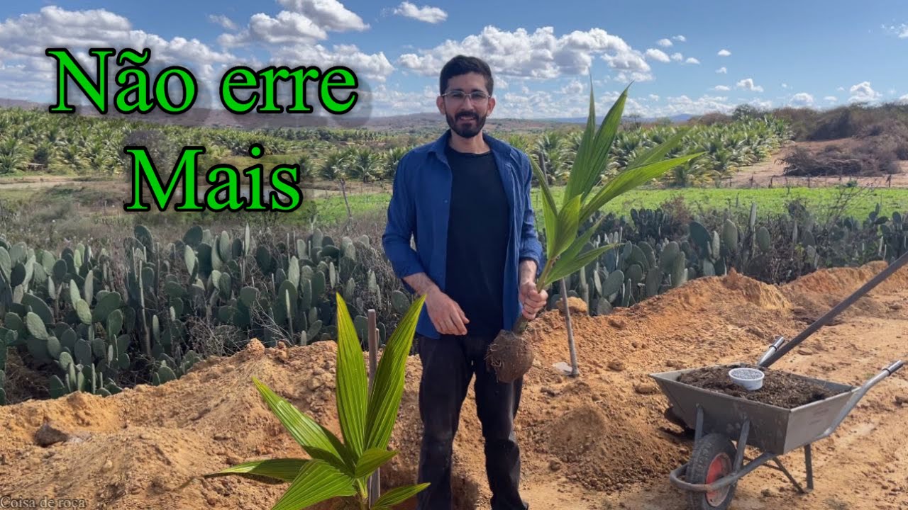 Como plantar muda de coco corretamente? passo a passo