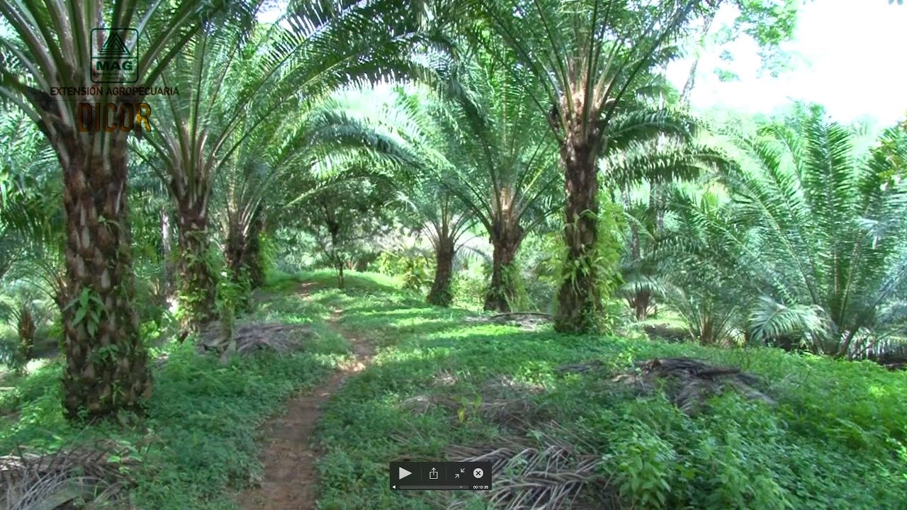 Manejo integrado en Palma Aceitera, uso de materia orgánica